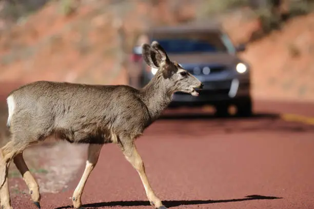 deer accidents