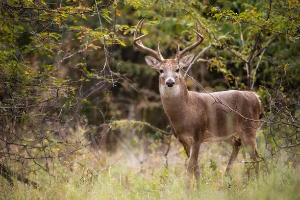white tail deer